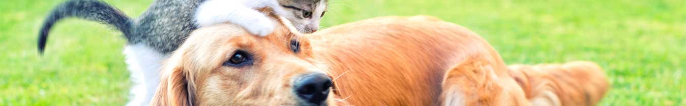 Assurance Chien Chats